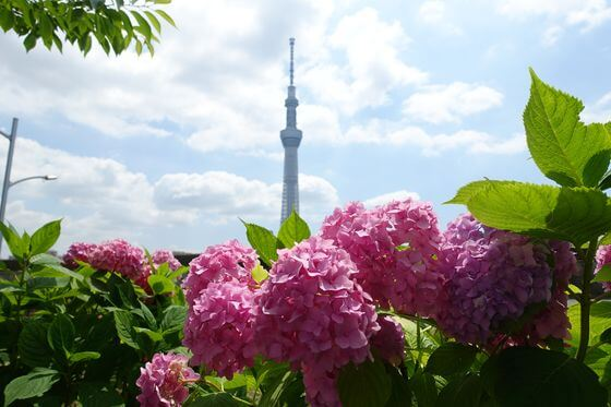 梅雨の時期限定 東京都内で見れる紫陽花の名所21選 東京イベントプラス 親子で楽しいお得な週末お出かけ情報