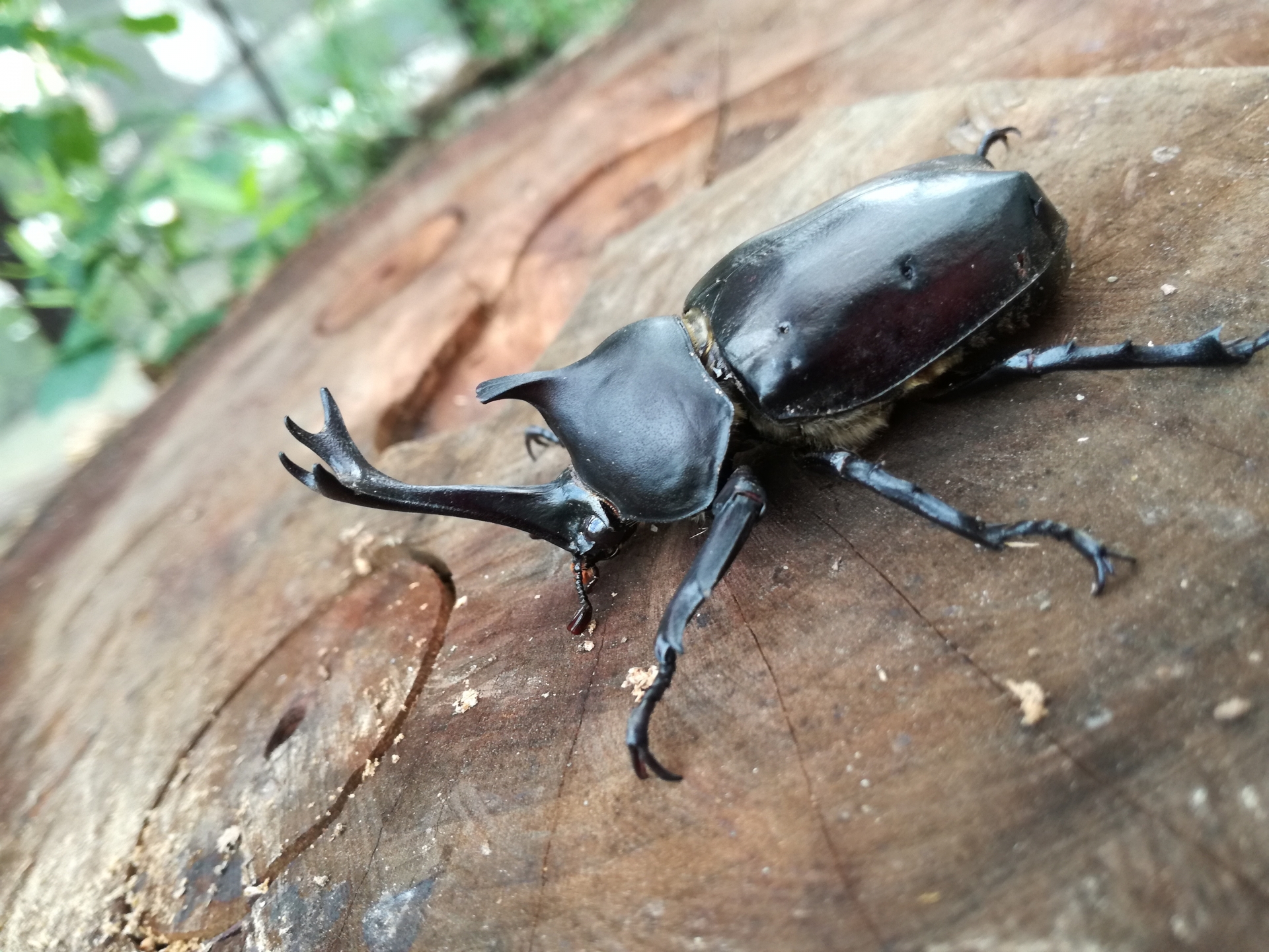 東京でカブトムシ・クワガタを探そう！採集&観察を楽しめる穴場10選