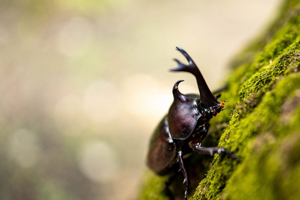 東京でカブトムシ クワガタを探そう 採集 観察を楽しめる穴場10選 東京イベントプラス 親子で楽しいお得な週末お出かけ情報