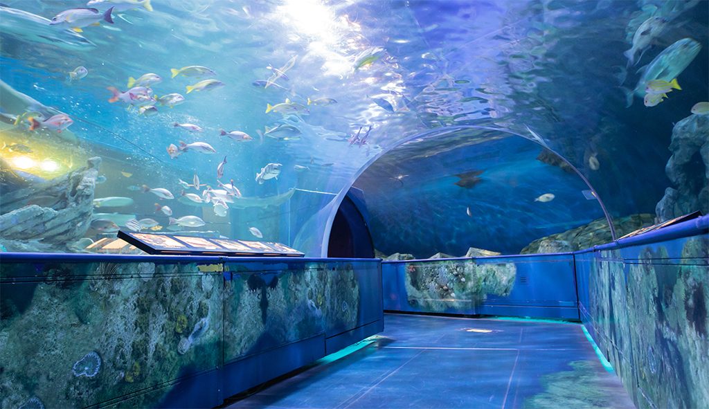 子連れで楽しめる東京のおすすめ水族館7選 親子で海の中を探検しよう 東京イベントプラス 親子で楽しいお得な週末お出かけ情報