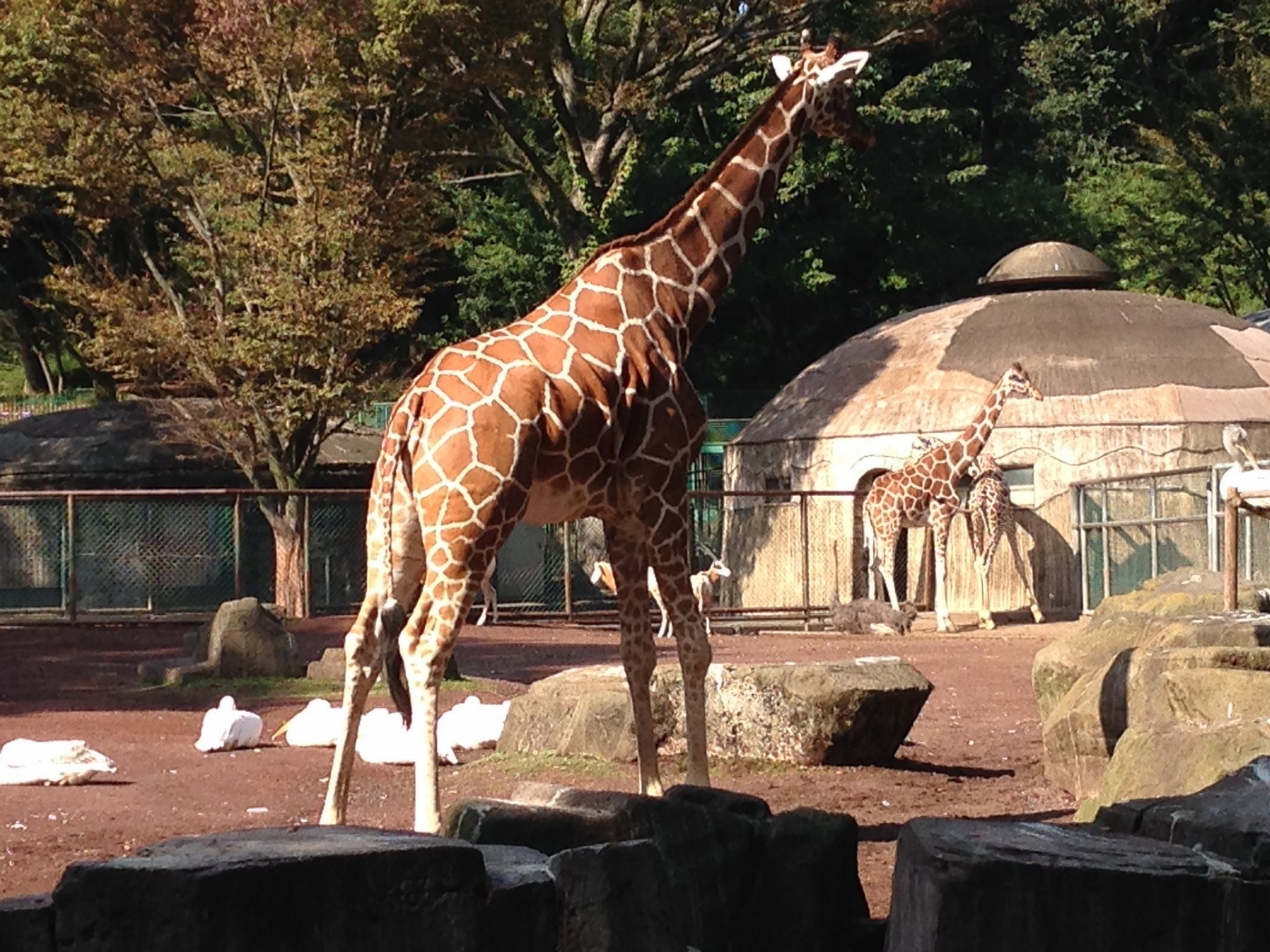 東京 家族みんなで子連れで楽しく動物園へ行こう おすすめスポット15選 東京イベントプラス 親子で楽しいお得な週末お出かけ情報