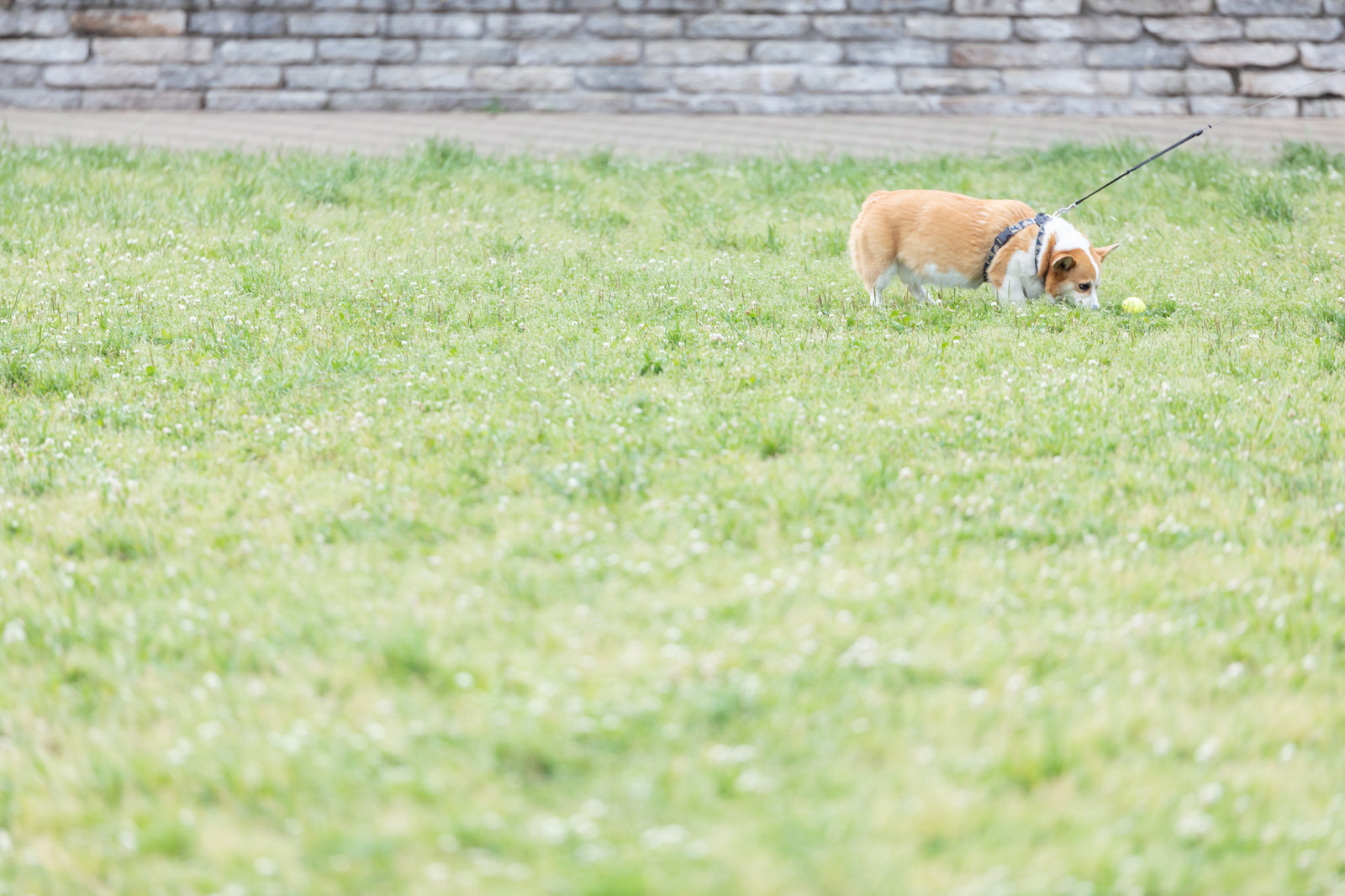 東京 犬の散歩ができる公園 ワンちゃんと一緒にのんびり過ごそう おすすめ4選 東京イベントプラス 親子で楽しいお得な週末お出かけ情報