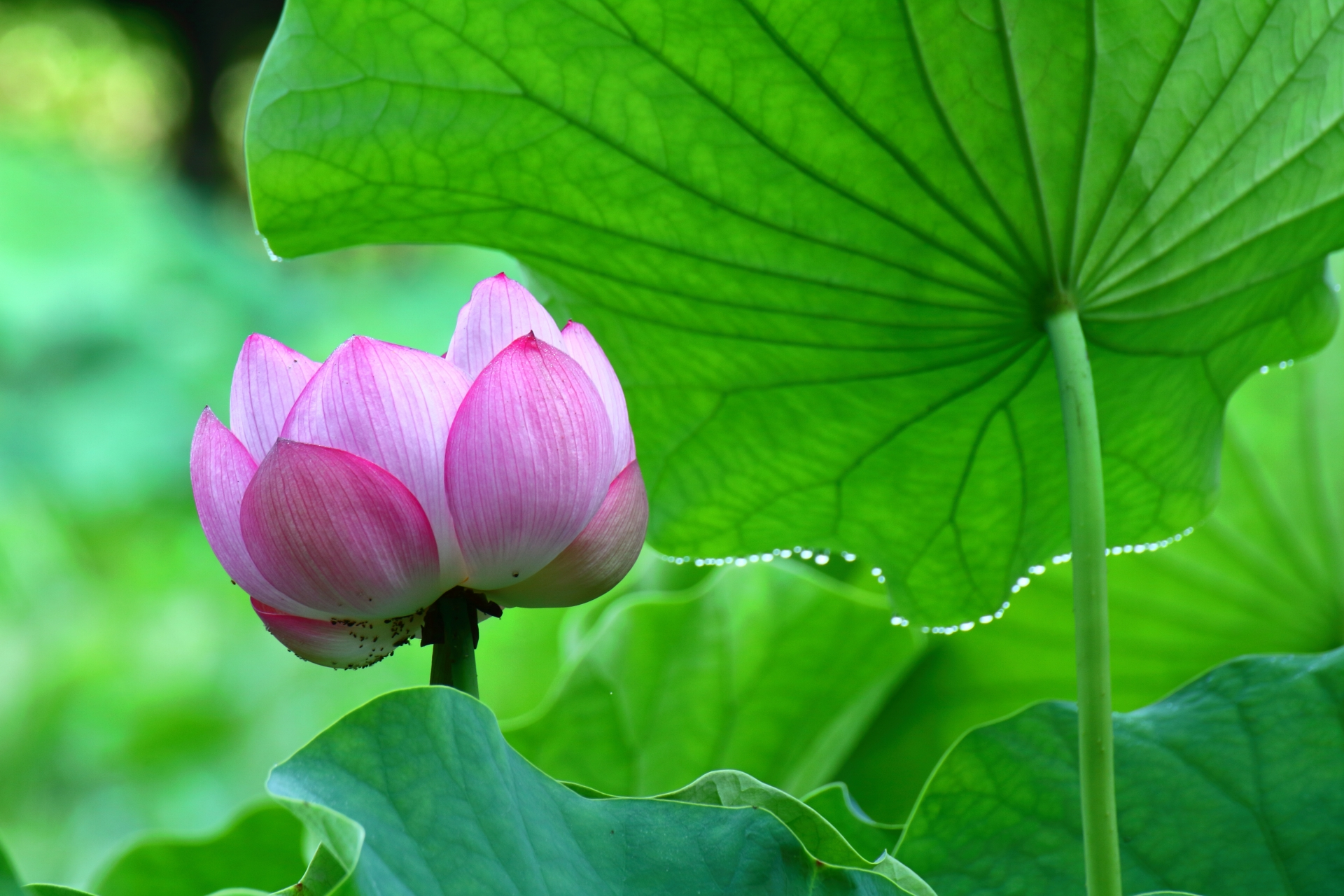 東京 夏の風物詩 子どもと一緒に楽しめる蓮畑がある名所 穴場スポット10選 東京イベントプラス 親子で楽しいお得な週末お出かけ情報 東京 夏の風物詩 子どもと一緒に楽しめる蓮畑がある名所 穴場スポット10選 東京イベントプラス 親子で楽しいお得な週末お出かけ情報