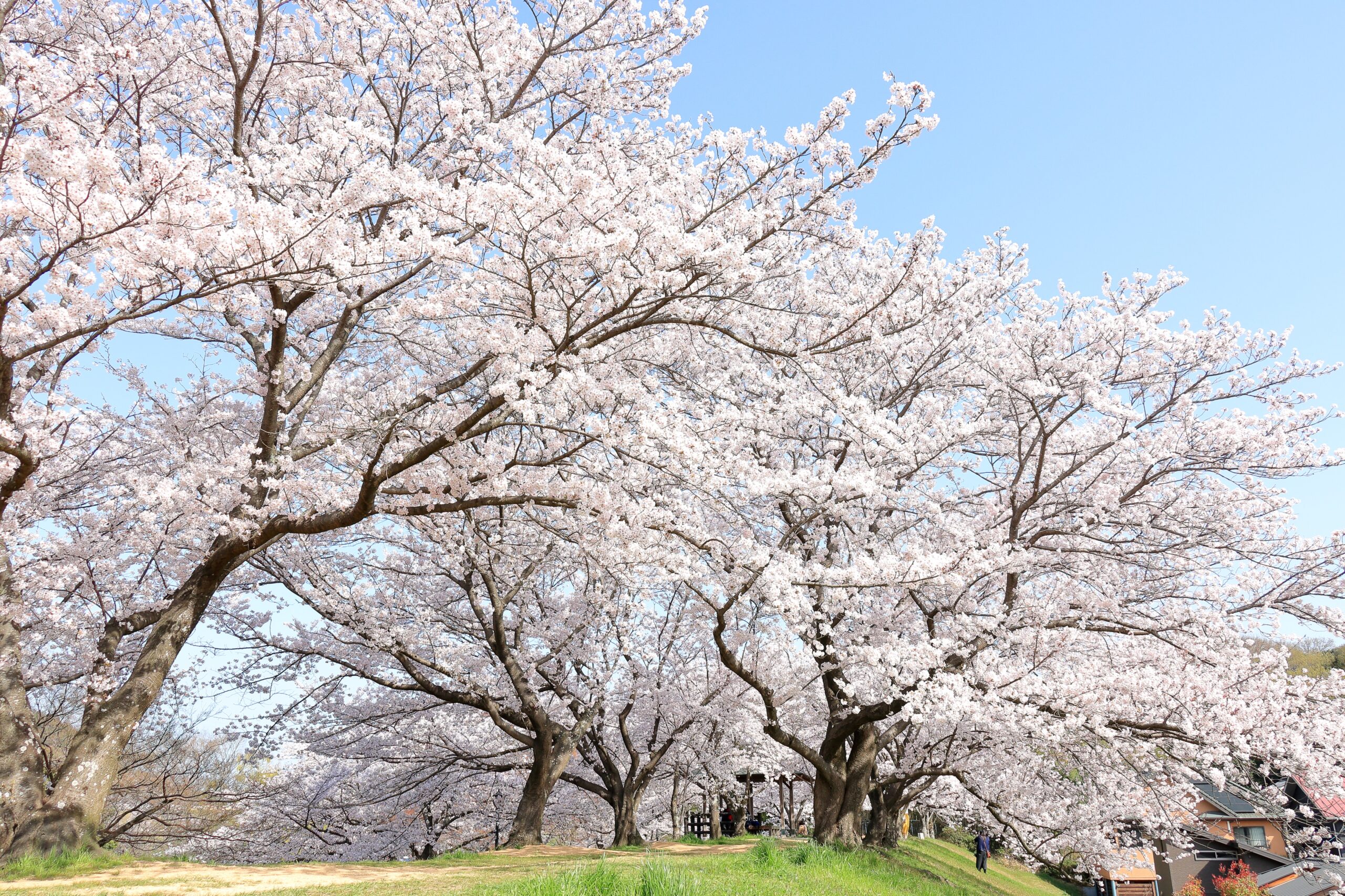 大田区 子連れで行きたい 桜のお花見名所から穴場までおすすめスポット選 東京イベントプラス 親子で楽しいお得な週末お出かけ情報