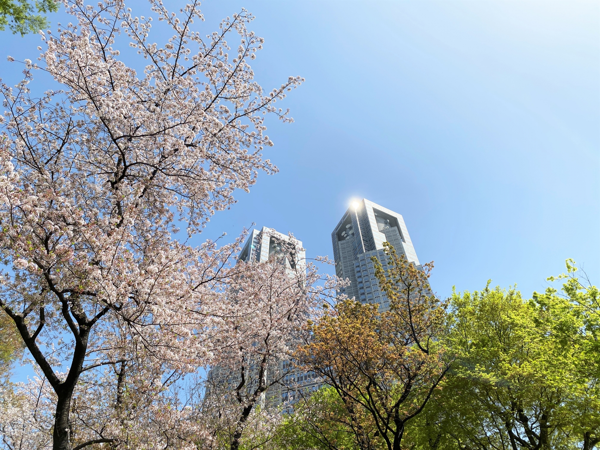 新宿区 桜を見に出かけよう 子連れでお花見ができる名所 穴場選 東京イベントプラス 親子で楽しいお得な週末お出かけ情報