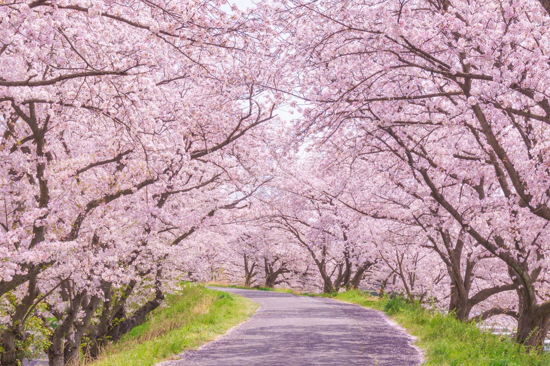 足立区 春は子連れで花見にでかけよう 桜の名所や穴場スポット選 東京イベントプラス 親子で楽しいお得な週末お出かけ情報