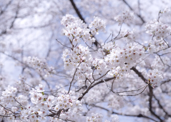 保存版 中野区の子連れお花見スポット選 名所も穴場も紹介します 東京イベントプラス 親子で楽しいお得な週末お出かけ情報