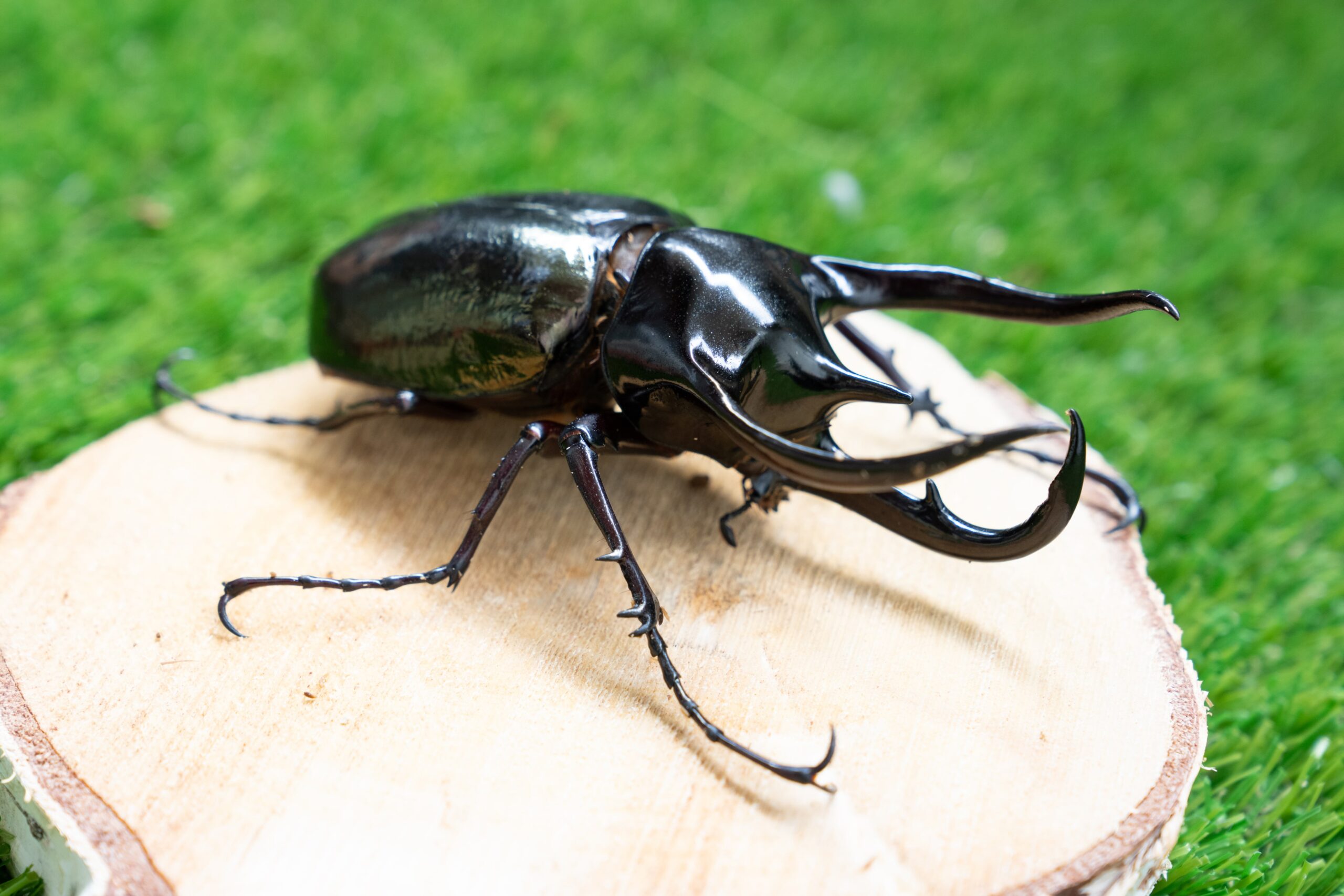 【夏期限定】ご当地キティ クワガタ＆カブトムシ着ぐるみ 未開封2点セット ご当地キティ 夏季限定 カブトムシ クワガタ 2003年2個セット