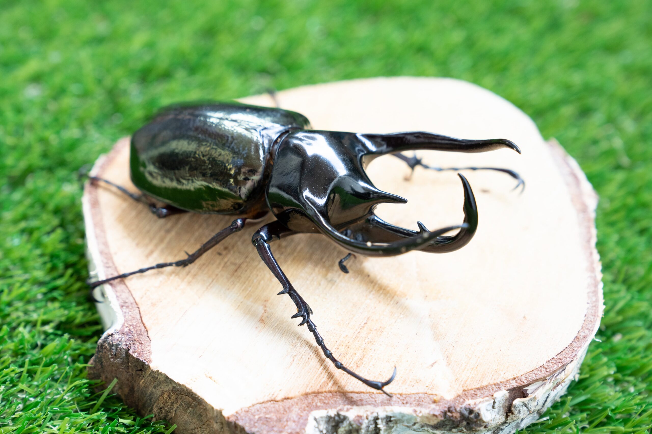キティ　夏季限定　カブトムシ　クワガタ　プチタオル ご当地キティ 夏季限定 カブトムシ クワガタ 2003年2個セット