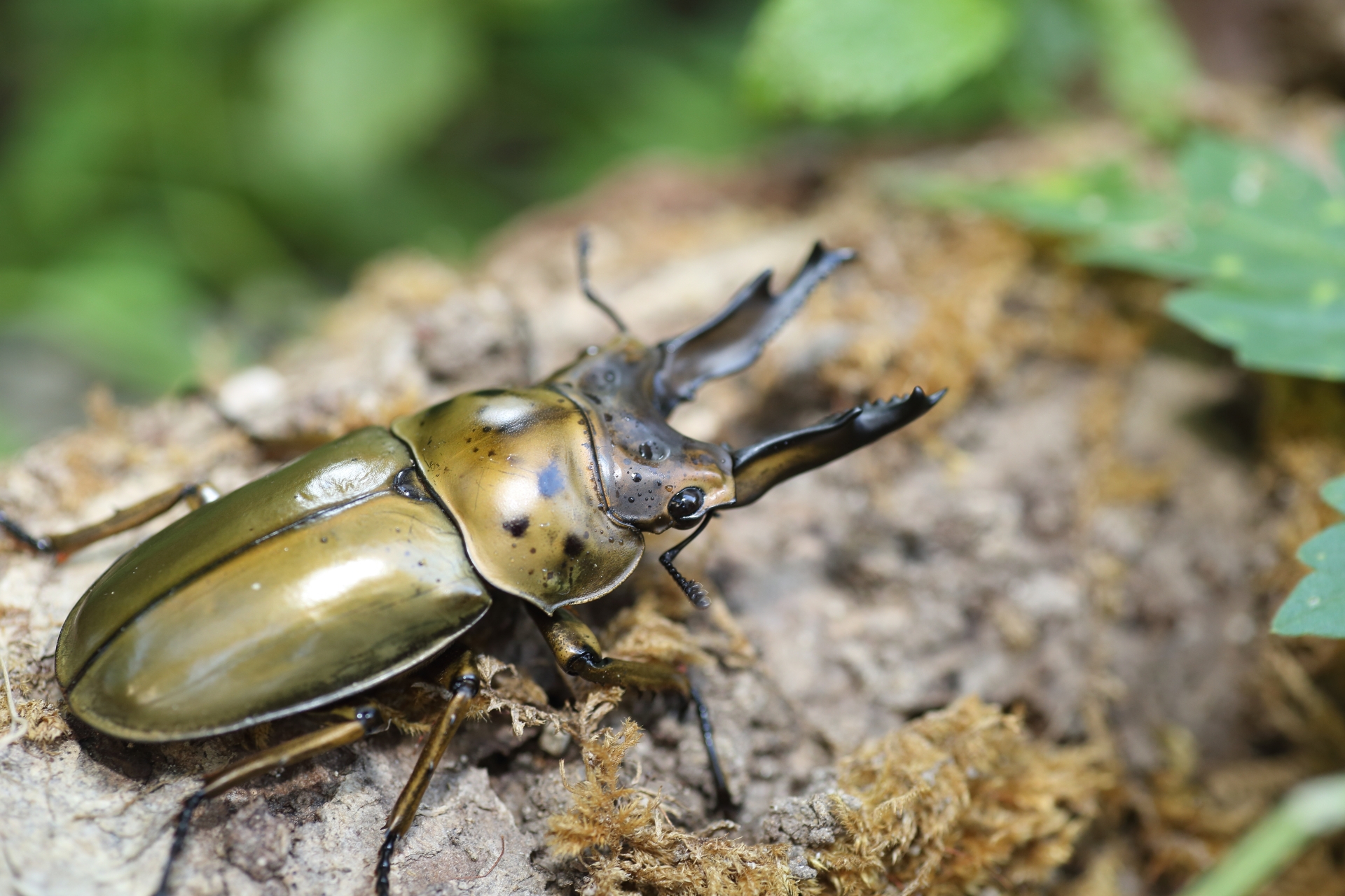 カブトムシ クワガタ 販売可能リスト