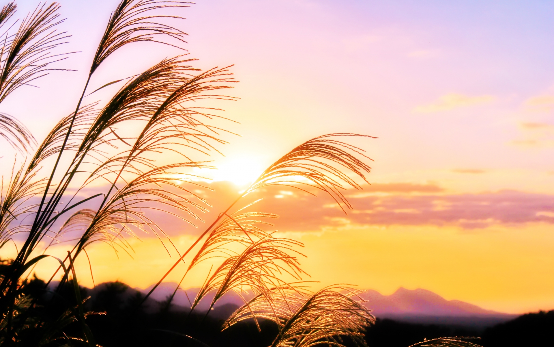 安曇野風景 ススキの候 安曇野の風景 #長野県 #安曇野 #安曇野の風景 #ススキ #柿の木