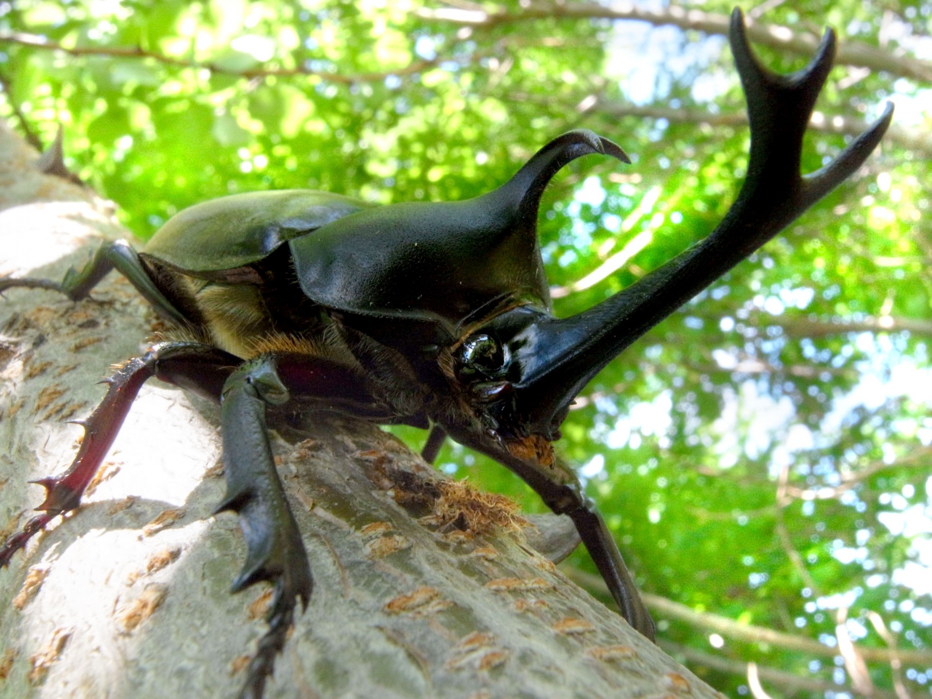 カブトムシ kingstoy_10002452